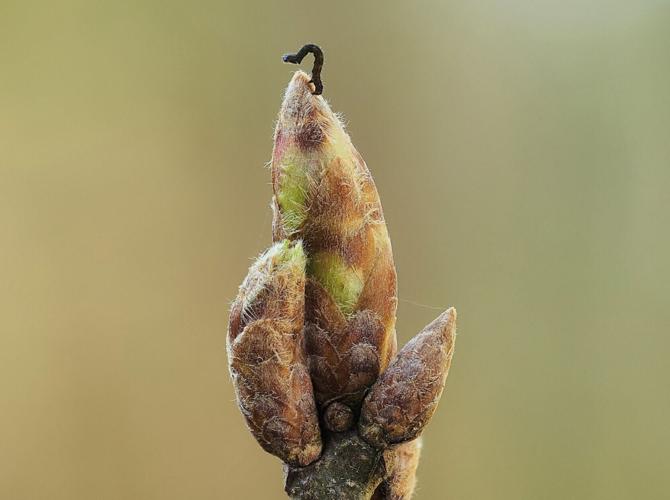 Oak trees delay sprouting leaves to avoid being infested by hungry caterpillars
