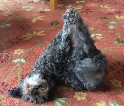 Newsworthy pets: Local dog masters yoga pose