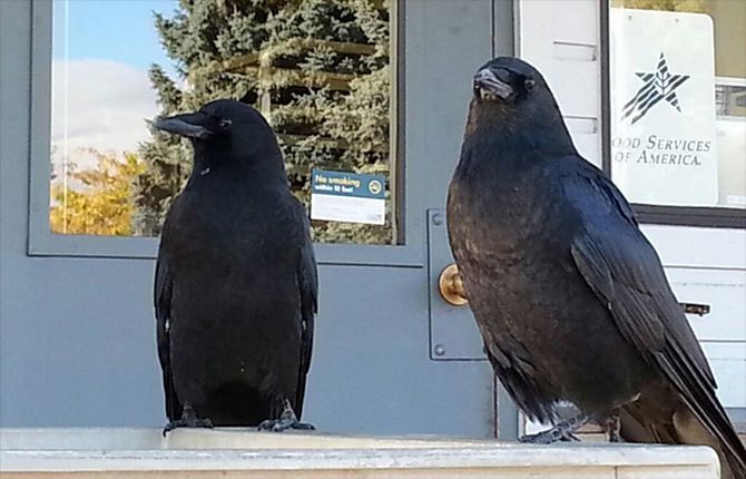 "A bird named Beauty"