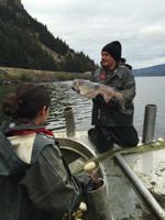 Chinook season: Salmon restorations fuel large tribal industry