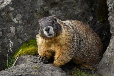 Yellow bellied marmot