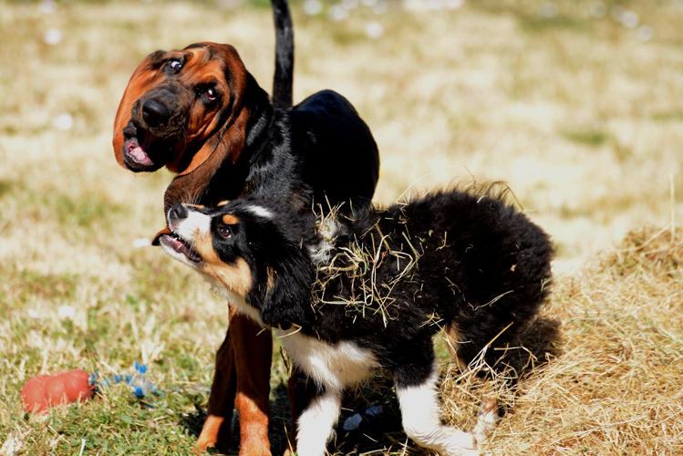 Matt Luchsinger lives a ruff life at NW Balanced Dog Training