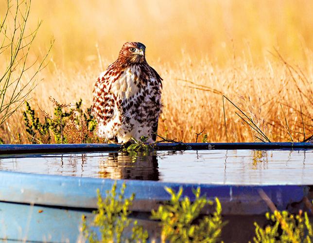 We will start off Tuesday in Dallesport with a Red Tail Hawk on a water trough. There's nothing like a cool drink on a warm day. July 23
