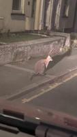 Wallaby spotted hopping around Cornish countryside