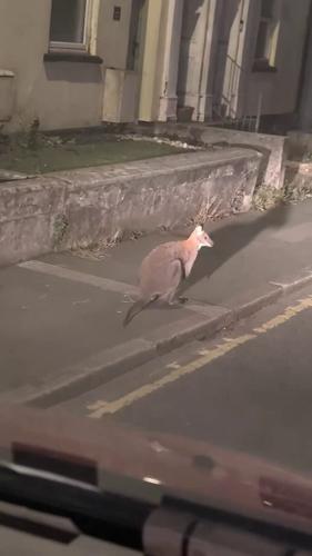Wallaby spotted hopping around Cornish countryside