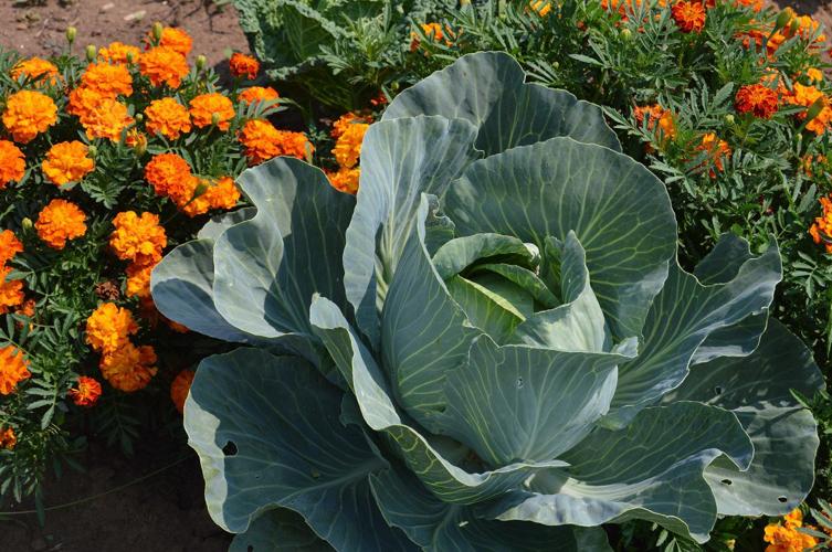 Food Bank garden feeds community
