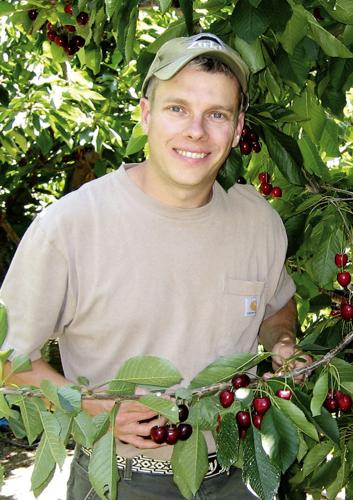 New pest brings stronger pesticide back to cherry orchards