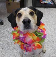 Pet of the Week: Savannah is ‘gentle, kind, and has a heart of gold’