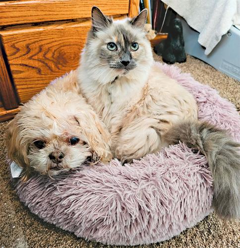 B2 Newsworthy pets Coco and Libby PRINT