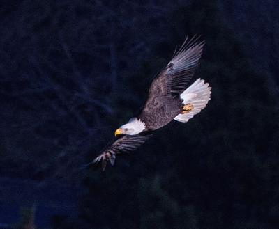 Eagle Aloft