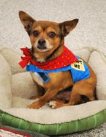 Pet of the Week: Nacho ‘just wants cuddles and back scratches’