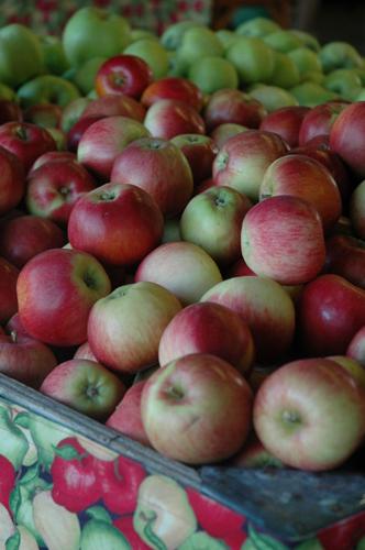 Fill a shopping cart with unique varieties at Kiyokawa orchards