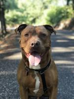 Pet of the Week: Red is a ‘softie’