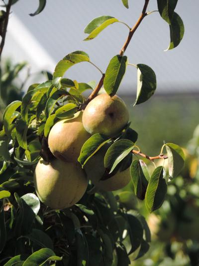 Fruit Loop hosts Pear Celebration this weekend