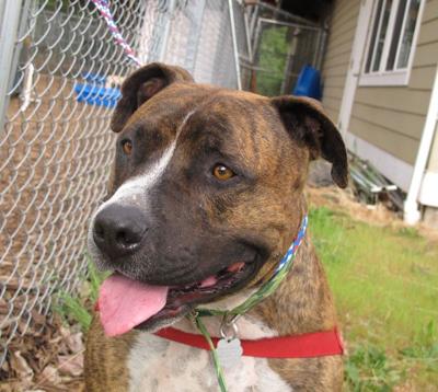 Pet of the Week: Thumper is ’80 pounds of pure love’