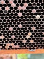 Varoa destructor mite