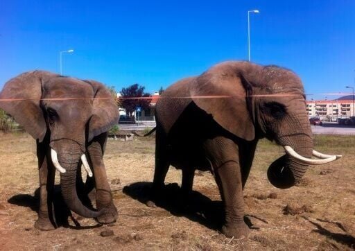 Julie (left), Portugal's last performing elephant, is to leave her circus for a sanctuary in the south of the country