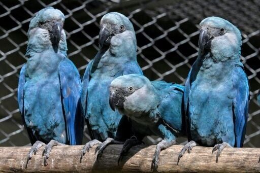 Circovirus causes beak and feather disease in parrot species but poses no risk to humans