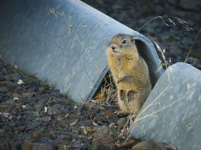 Parking lot attendant