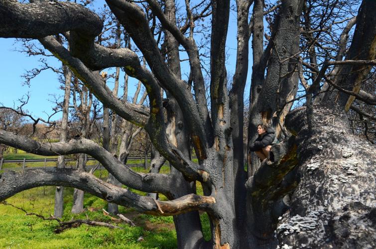 Burned Oregon white oak