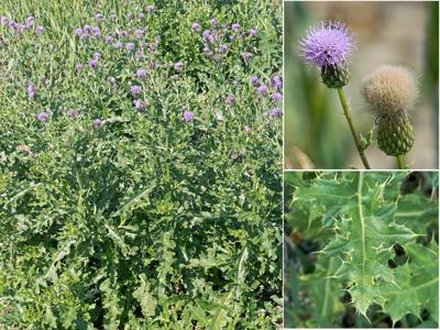 Weed of the Month: Canada thistle