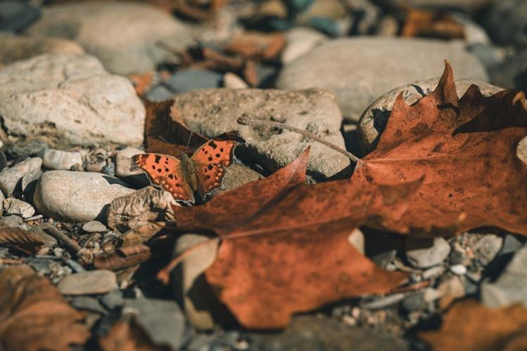 pexels-chris-f-38966-18678979