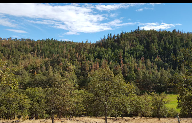 Dying fir, pine trees dot horizon