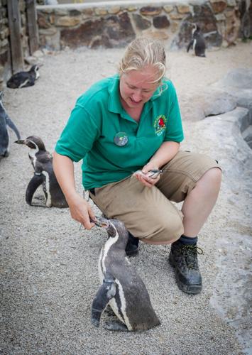 Penguins at Cornish wildlife park enjoy sardines caught by local fishermen