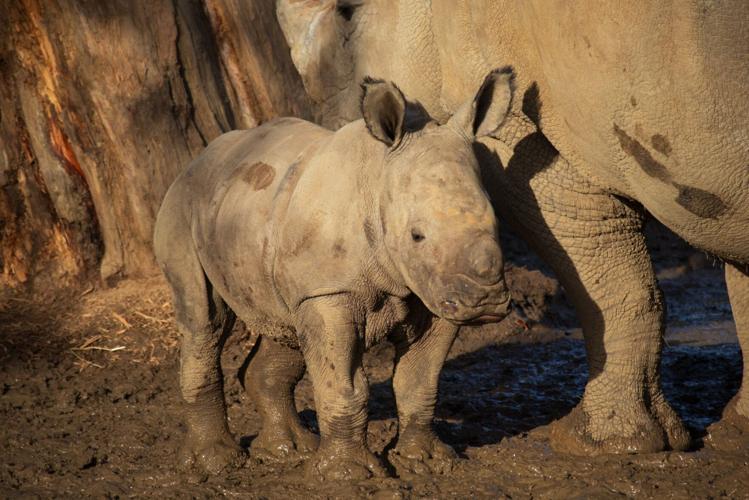 Baby White Rhino born at wildlife park with ‘extremely rare’ birth caught on film