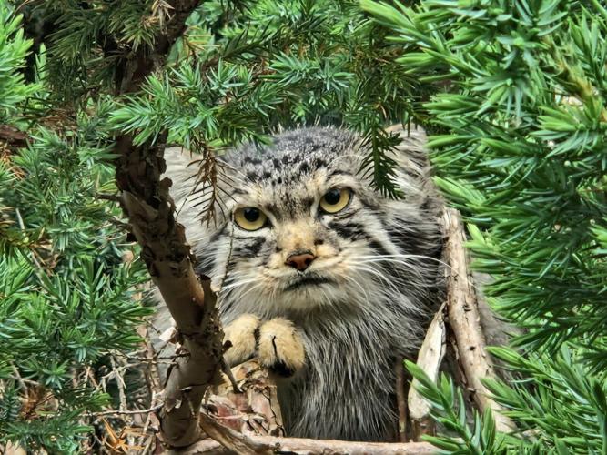 “World’s grumpiest cats” set to find love in zoo