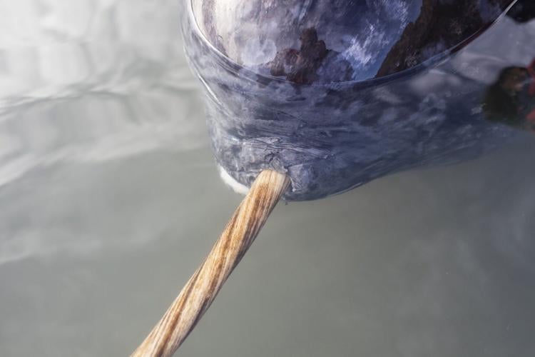 Hidden secrets of the narwhal’s twisted tusk revealed using X-ray technology