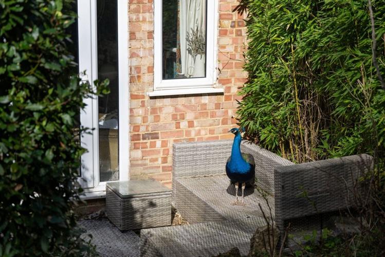 A mysterious peacock has become a neighbourhood pet for this village