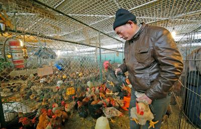 Avian flu sweeps across China