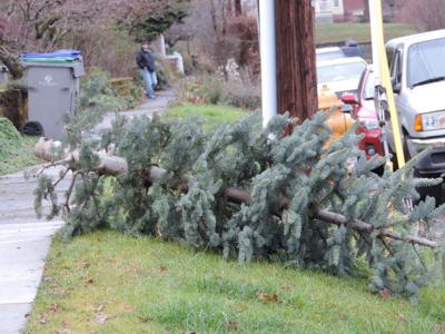 Lions pick up Christmas trees Jan. 12