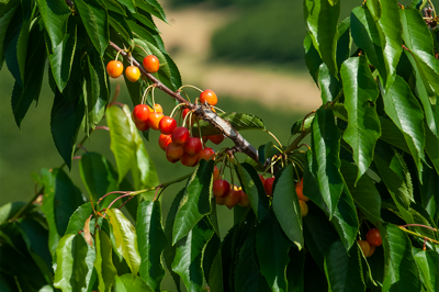 Cherry volume down, prices good