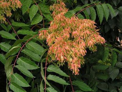 B5 weed of the month Tree of heaven_Flower.jpg