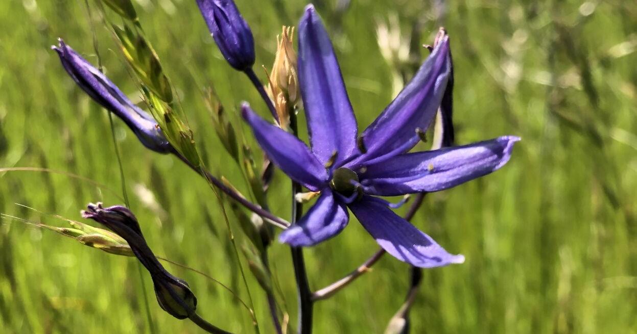 Legacy of Indigenous stewardship of camas dates back more than 3,500 years, OSU study finds - Vimarsana News