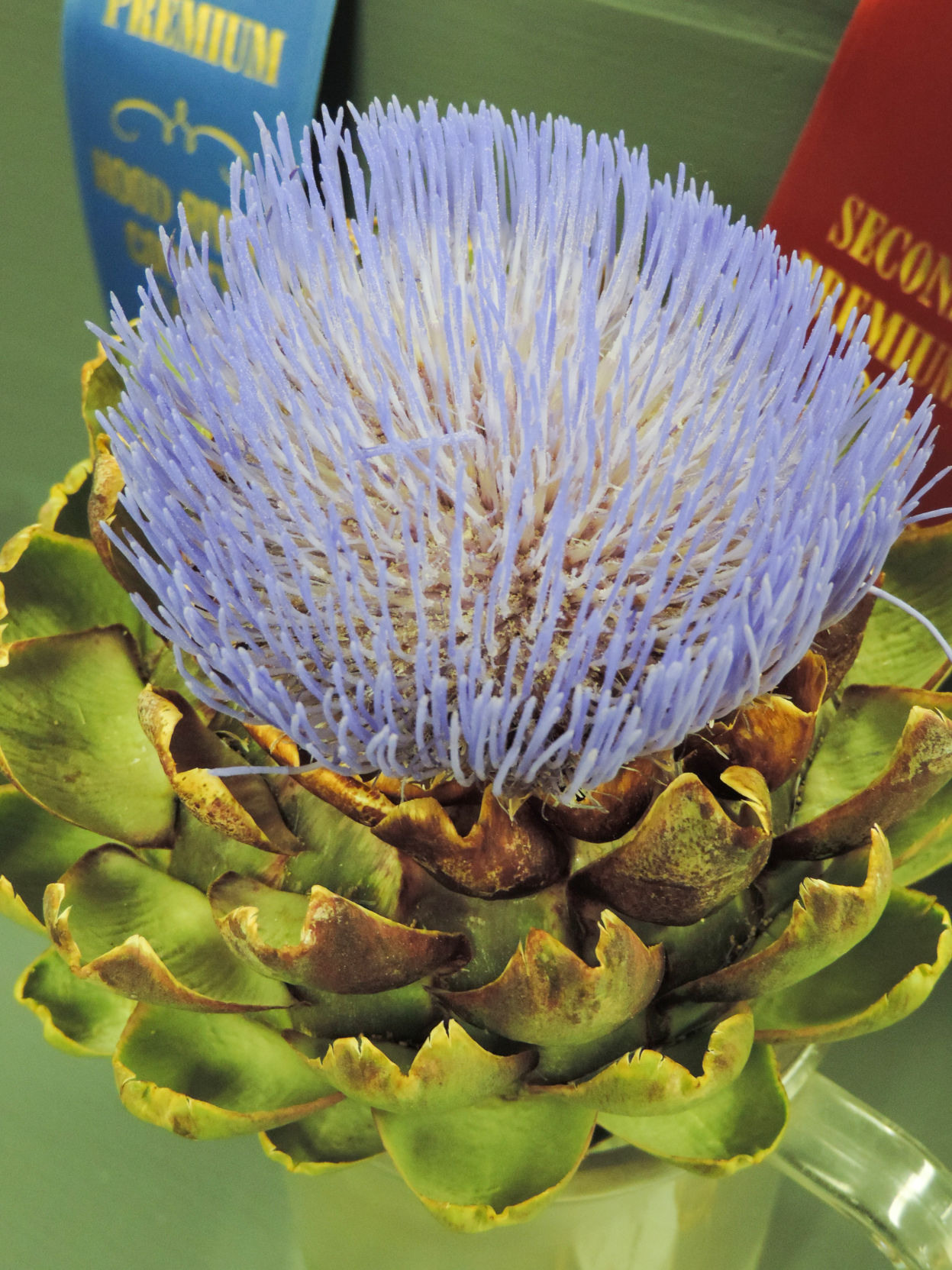 A11 Kay Arbuckle's blooming artichoke earned a Fruits and Vegetables blue ribbon.JPG
