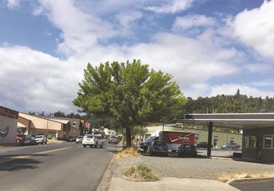 White Salmon’s September Tree of the Month: Green Ash