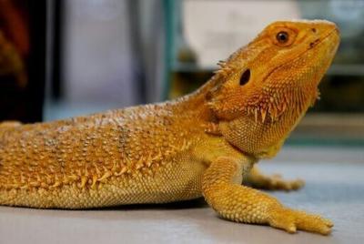 Investigators recovered 101 Australian reptiles from parcels destined for Hong Kong, South Korea, Sri Lanka and Romania