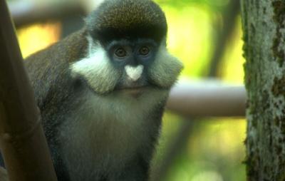 Oregon Zoo Africa Treetops habitat