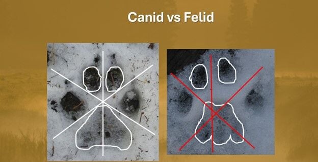 B1 Wild about nature candid vs felid.jpg