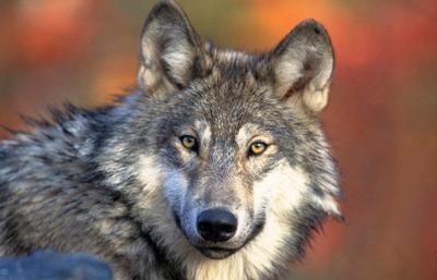 Wasco county selects wolf panel