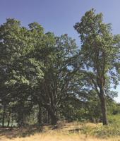 White Salmon’s July Tree of the Month: Oregon White Oak