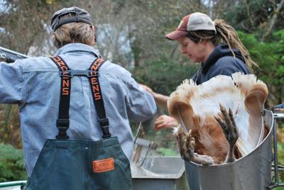 Preparing for the feast: Underwood farmer raises heritage turkeys for first time