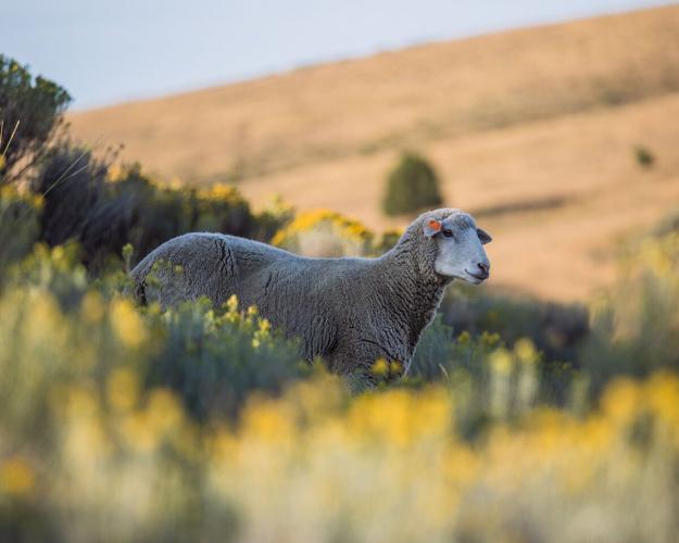 Shaniko Wool Company