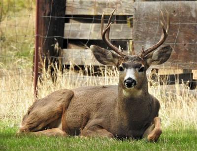 Mule deer buck