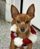 Pet of the Week: Ginger ‘happy, loving, cuddly, loyal lap dog’