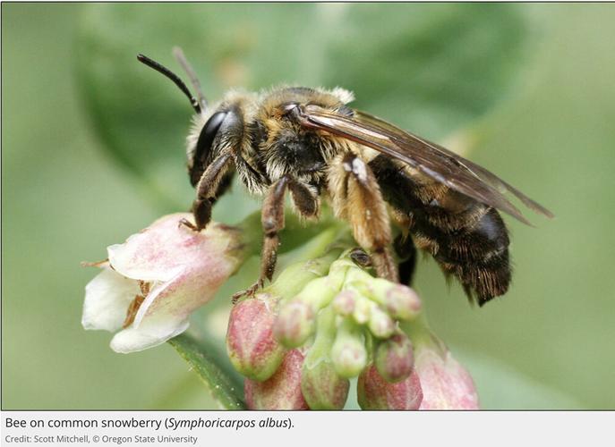 Snowberry Bee