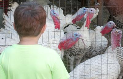 Farm festival offers family fun